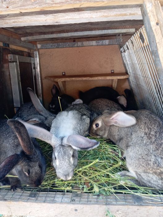 Кролі 3-4 місяці