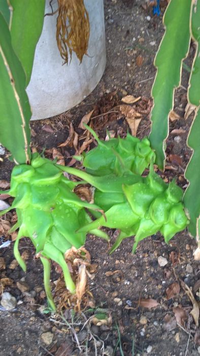 Planta Pitaya variada