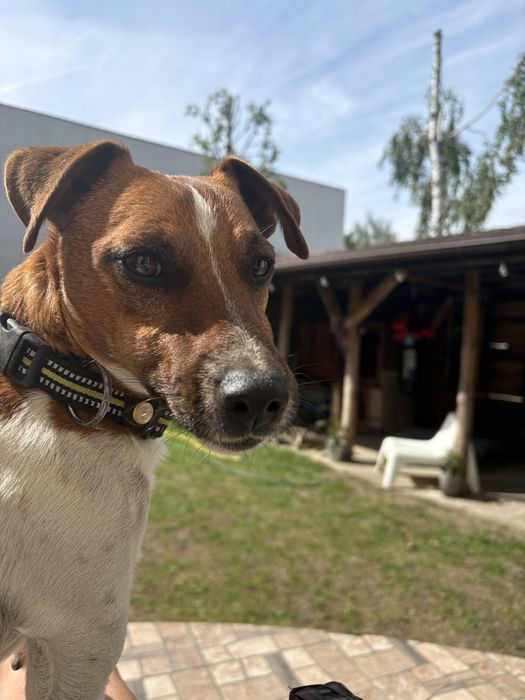 Pies Jack Russel Terier krycie Reproduktor
