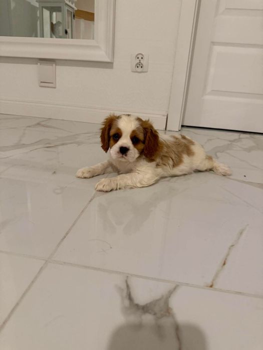 Samiec  Cavalier King Charles Spaniel  DO ODBIORU !!
