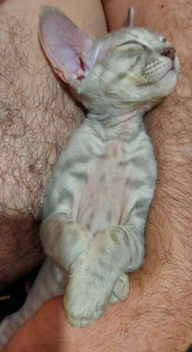 Кошенята Девон-рекс
