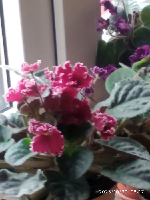 Продаю,або обмінююся різними сортами фіалок