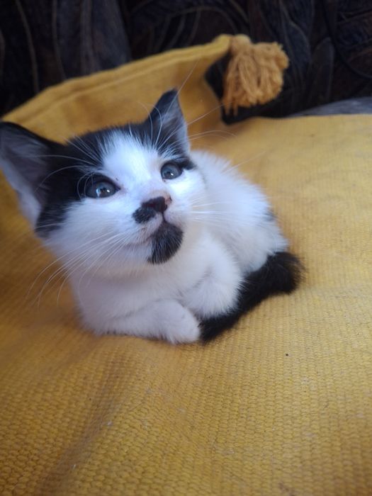 Котик, кошеня хлопчик