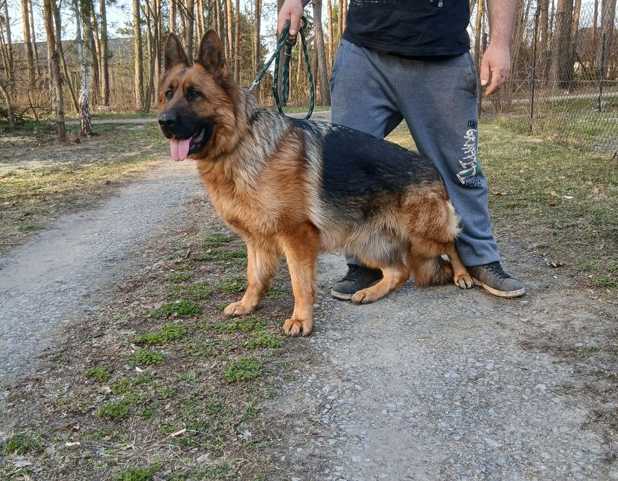 Owczarek niemiecki krótkowłosy suka