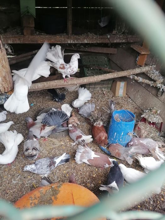 Vários pombos de lecke