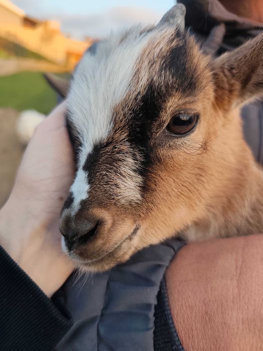 Cabritinho micro anão/ cabras cabrinhas anãs
