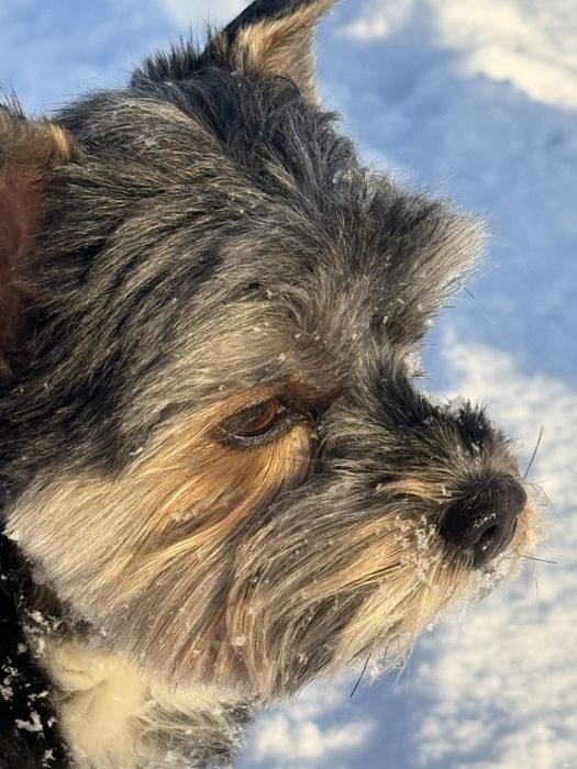 Вʼязка Бівер-йорк