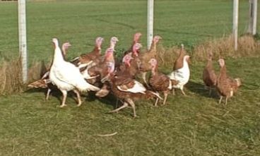 Sprzedam młode indyki