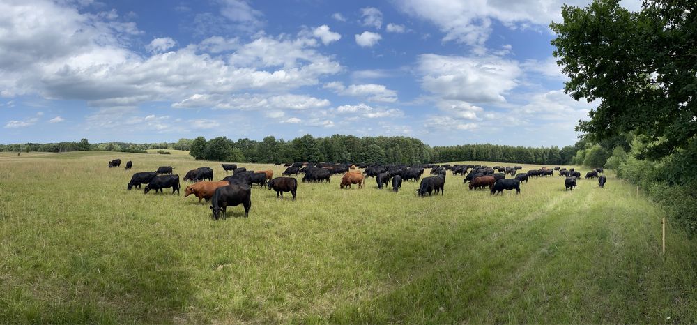 Jałówki i młode byczki rasy Angus na sprzedaż