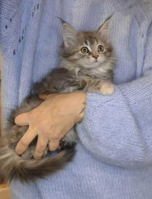 Maine Coon - dziewczynki (3 miesiące)