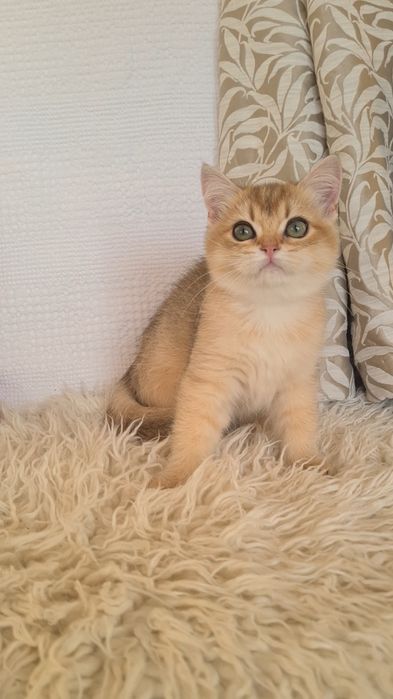 Золота шиншила дівчинка