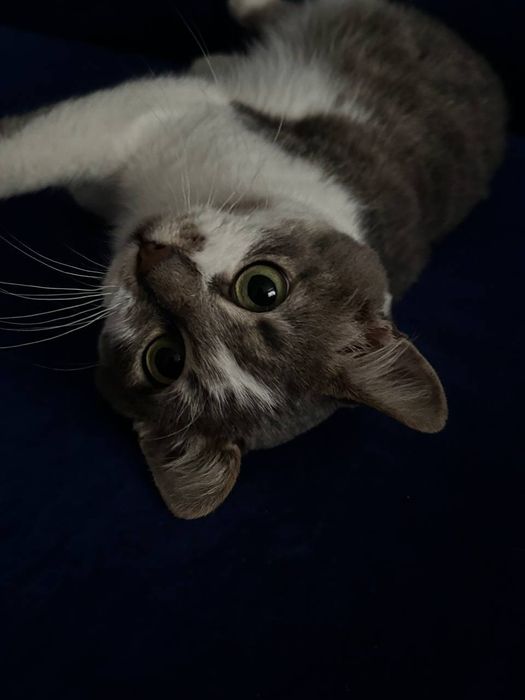 Котик 7-8 місяців