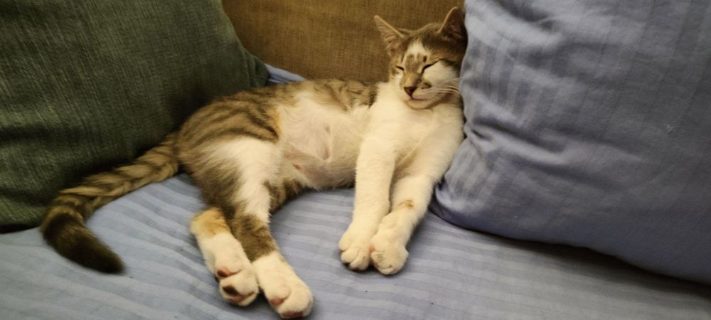 Кошеня Батон 3 міс