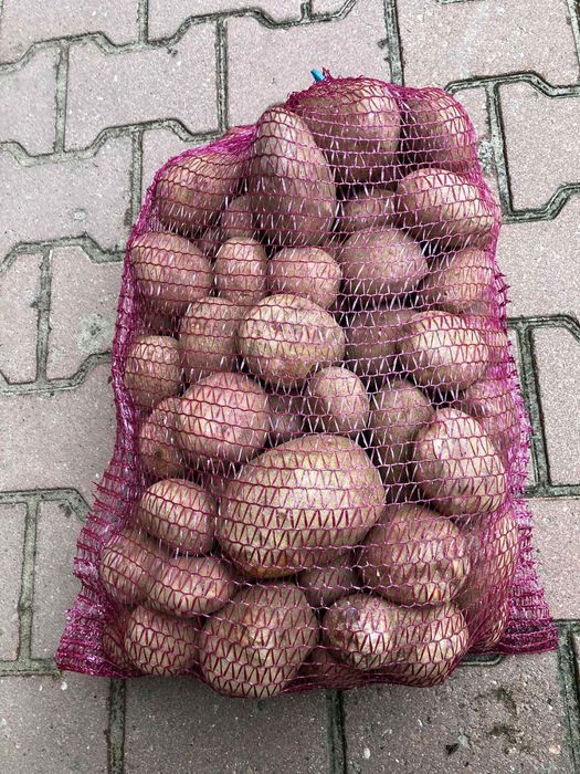 Ziemniaki jadalne i sadzeniaki