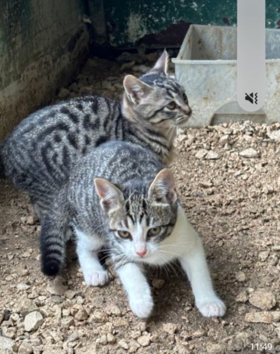 Gatinhas femeas para adoção