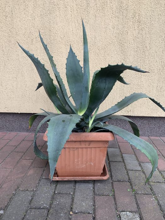 Agawa ogrodowa, piękna, duża