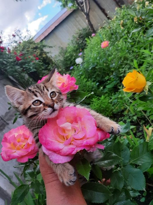 Котенок в поисках семьи. Кошечка ищет дом