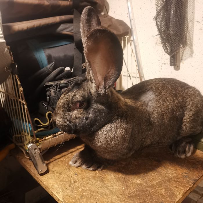 Królik samiec BOŻ.