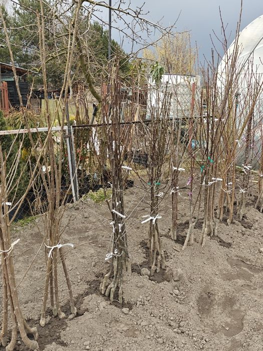 Drzewka owocowe jabłonie, gursze, śliwy, wiśnie, czereśnie