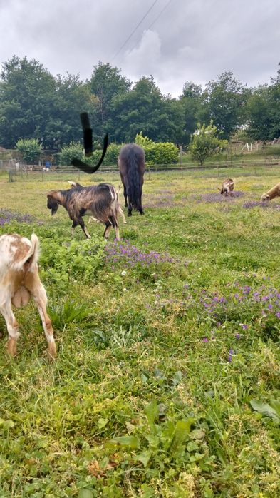 Cabrito com dois anos há procura novo pasto muito meigo adora criancas