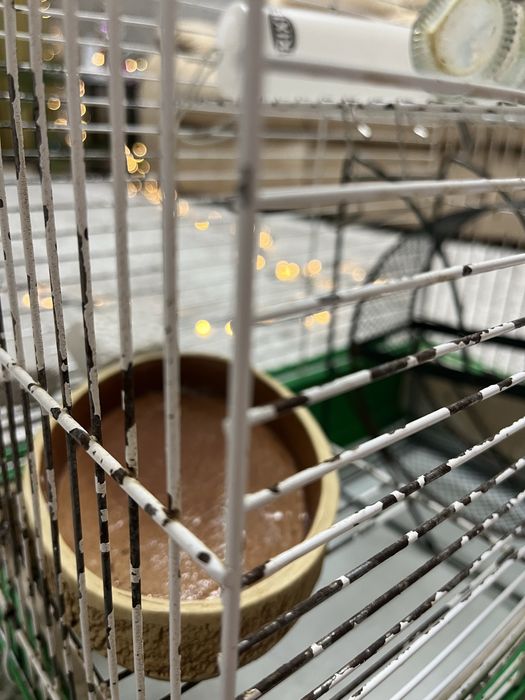 Большая клетка для грызонов, клетка для грызуна.