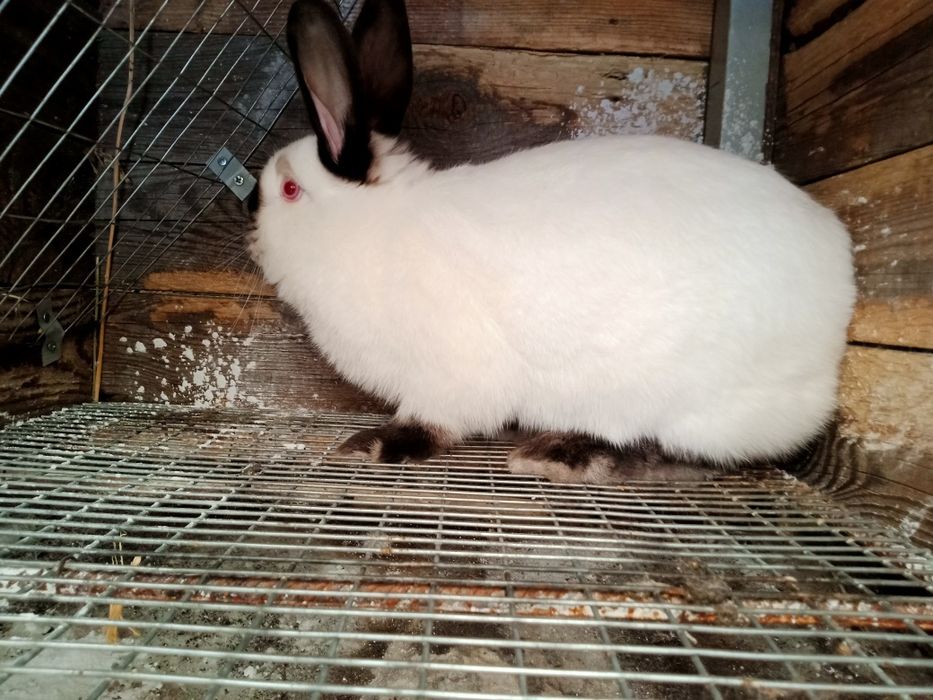 Кролики каліфорнійські  - кроленята, кітні самиці