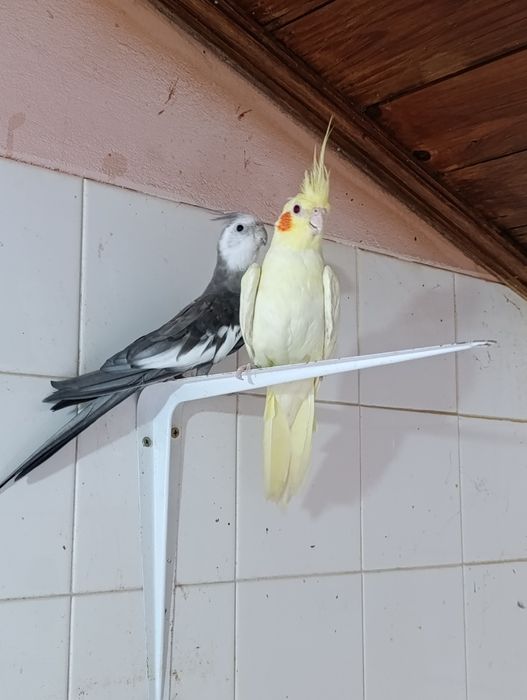 Casal de caturras