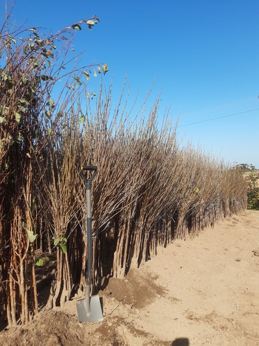 Drzewka owocowe  wisnia  jabłoń porzeczka borówka morela brzoskwinia