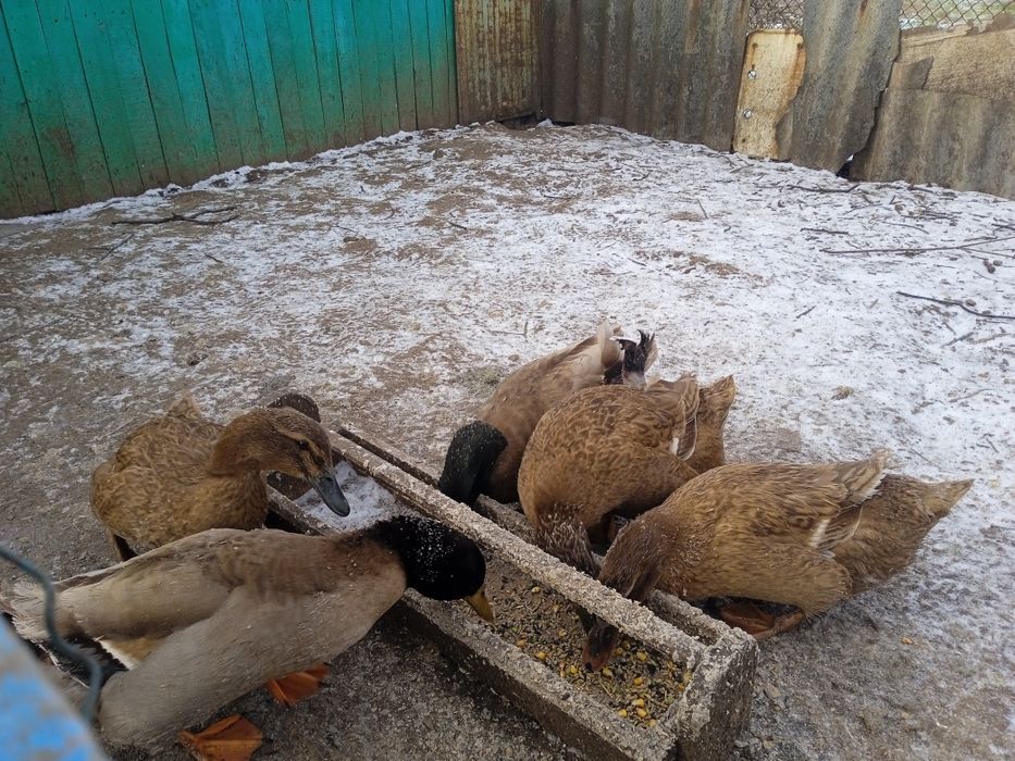 Продам. Инкубацыонные яйца уток Хаки- Кемпбелл