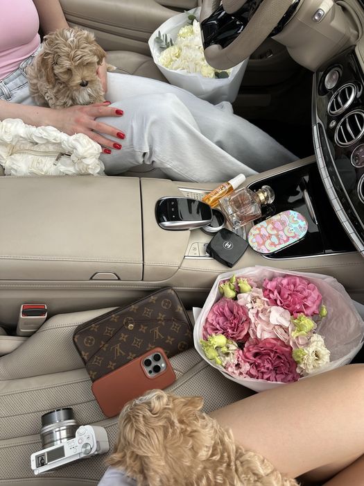 Luxury мальтіпу міні