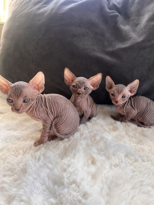 Канадський сфінкс дівчата