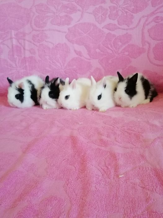 Króliczek karzełek Teddy, Lewek, Mini Lop
