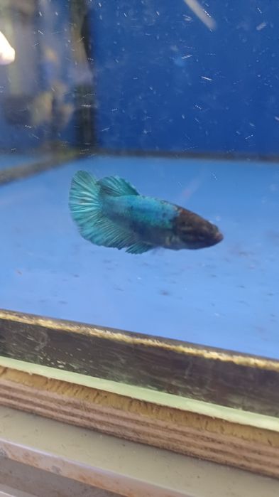 Rybki do akwarium - Samica bojownika Bojownik samice