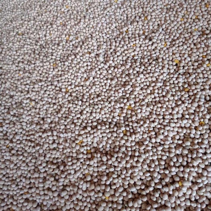 Sprzedam łubin zbiór 2024