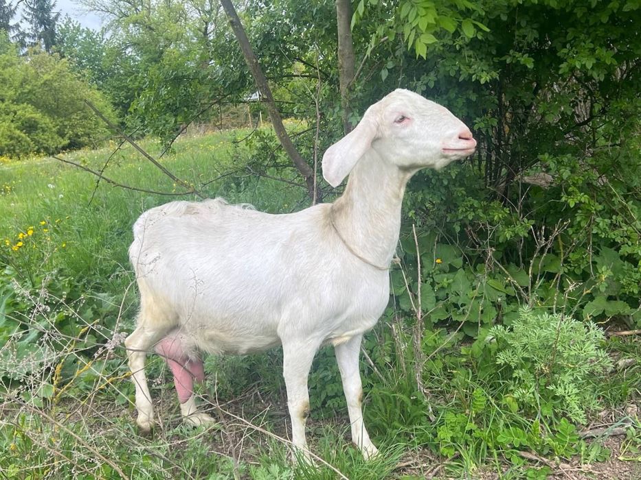 Англонубійські козенята