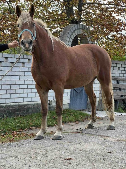 Продам кобилу 6 років