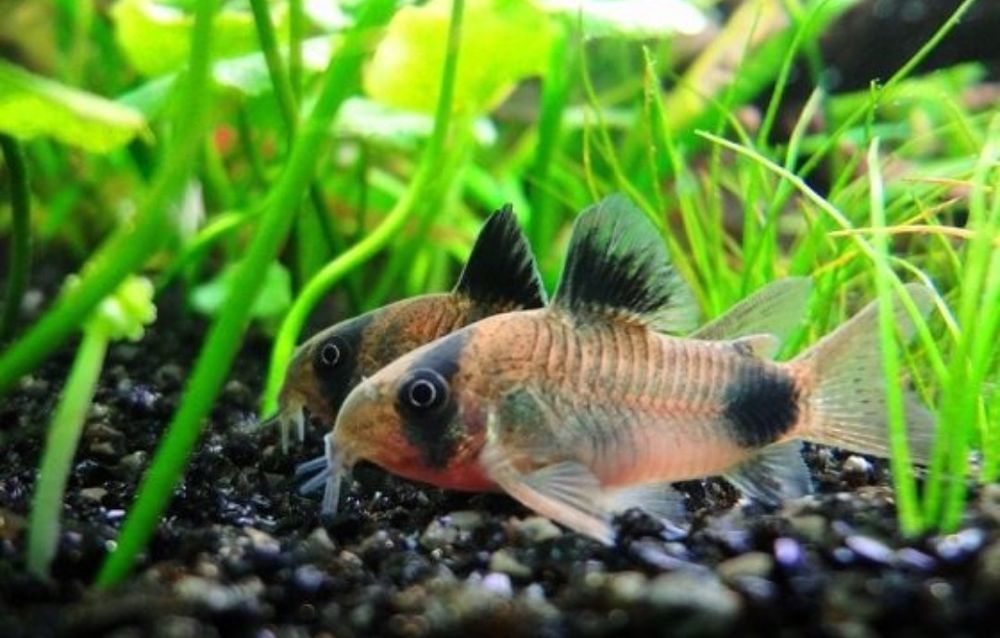 Аквариумные  Креветки,  рыбы, растения, Хелены