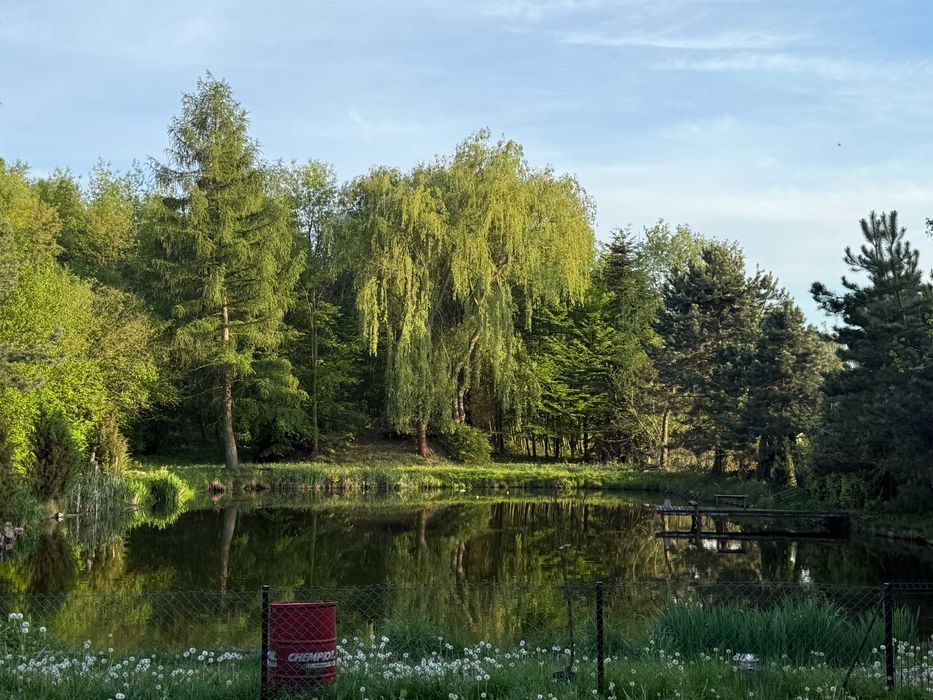 Wyjątkowa działka 8400 ze stawem i domkiem, cisza, las i Łosie 3 km od Głowna ( gm Stryków) - Widok 3