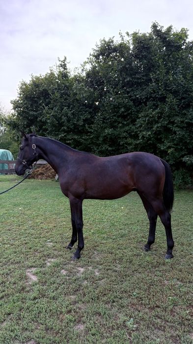 Ogier małopolski 2 letni