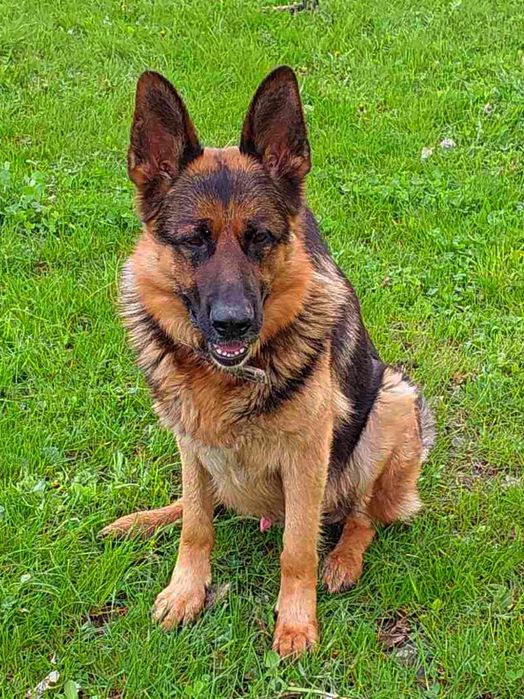 Пропоную для в'язки кобеля німецької вівчарки Київська обл.