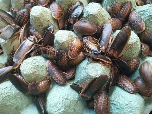 Grilos / gafanhotos / tenébrio /zofoba / barata (alimento vivo)