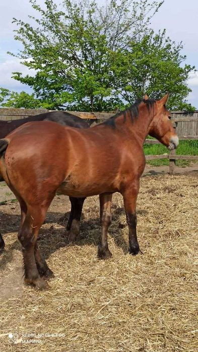 Коні  та  лошата