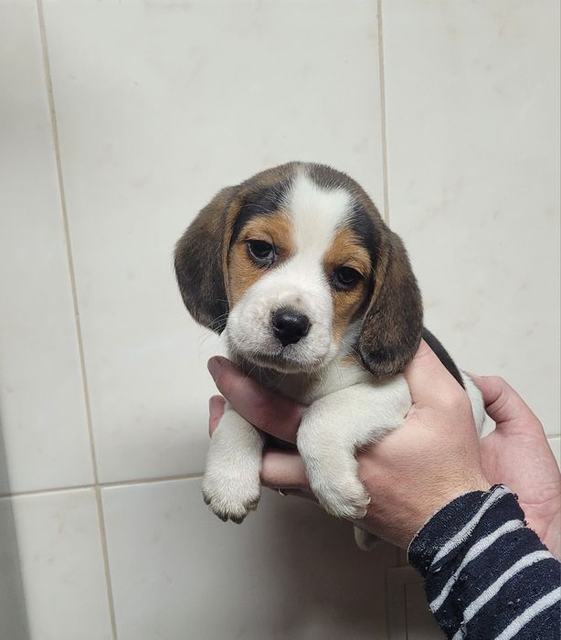 Cachorrinho beagle tricolor