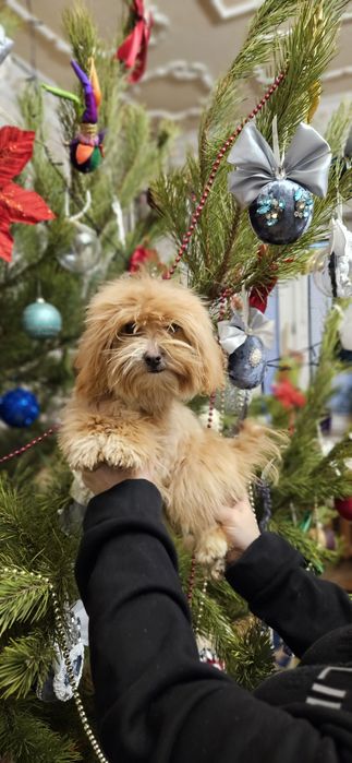 Мальтипушка 7мес