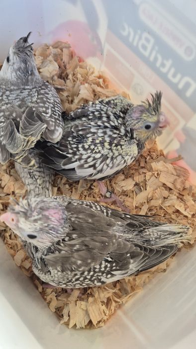 Caturras bebés para terminar de criar à mão