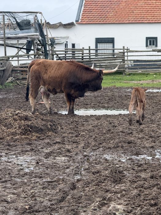 Vacas e novilhas cheias