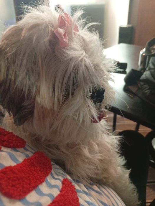 Shih tzu menina lindíssima