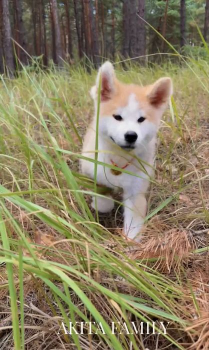 Акіта іну хлопчик розплідник AKITA FAMILY