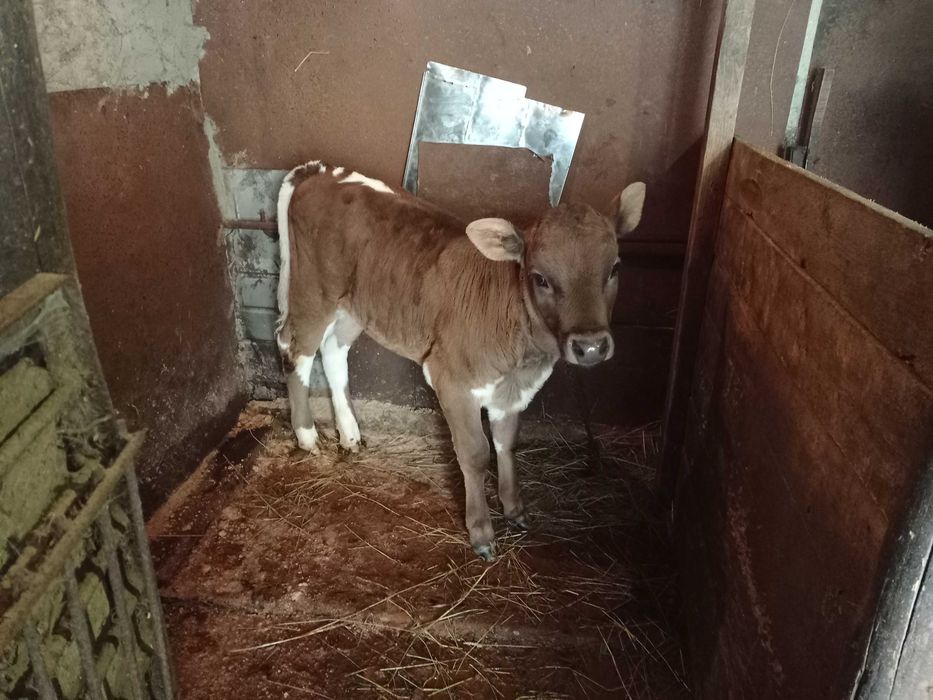 Продам теличку всі деталі за номером