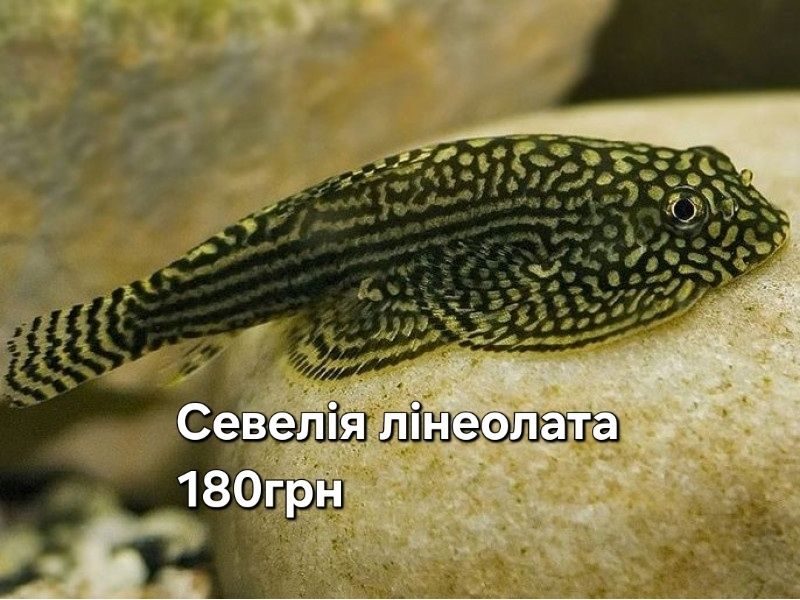 Рыбки в аквариум